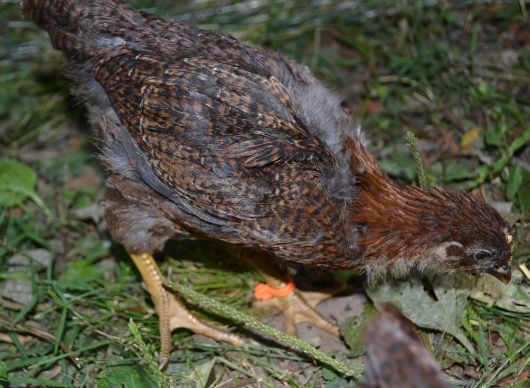 fancyscratchingthedirt.jpg