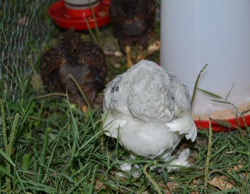 frou-froufindsthefeeder.jpg