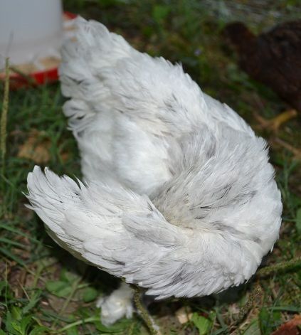 frou-frououtsidepreen.jpg