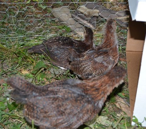 pipiddybiddyandfancylisteningtoguineafowl.jpg