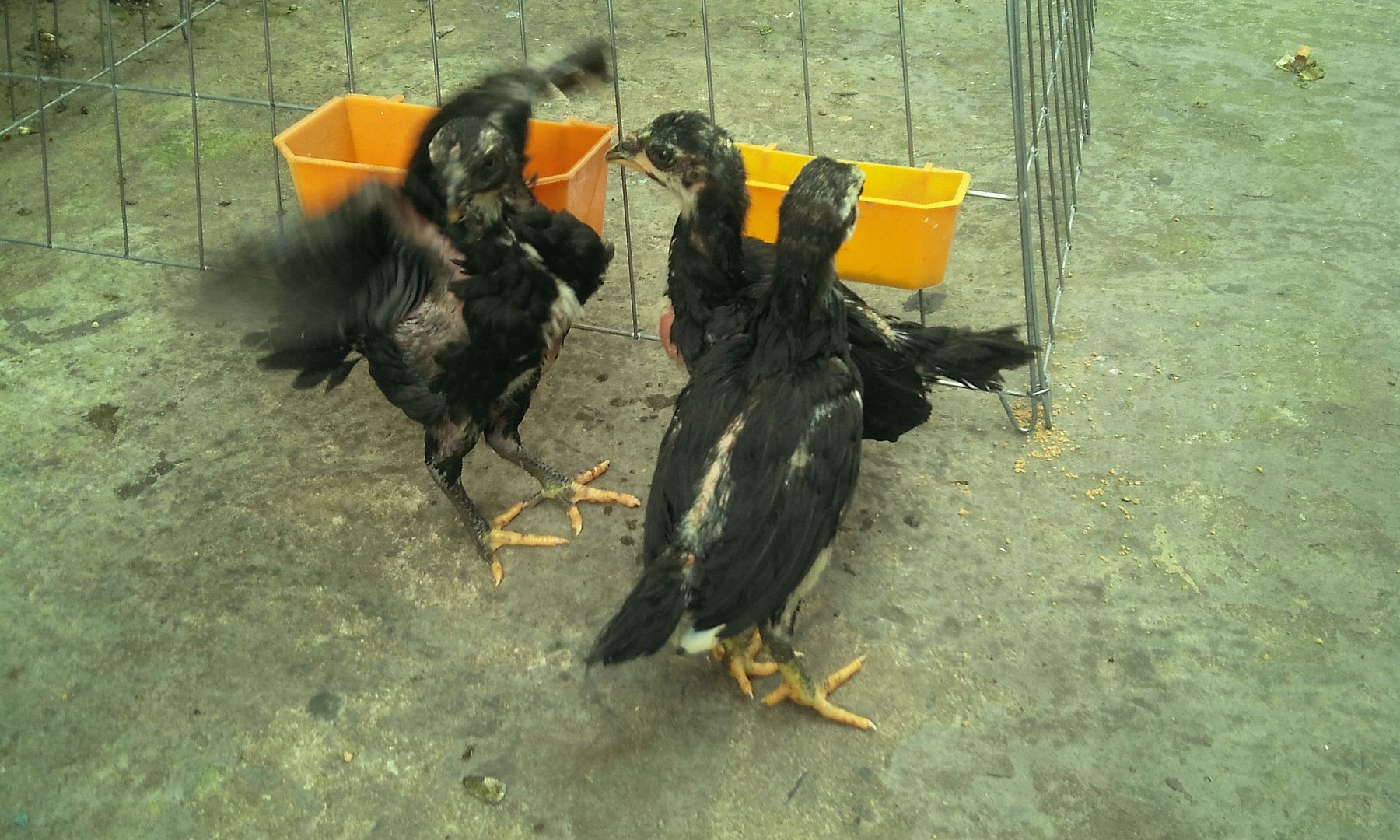 HCM - Tre Back zap đẻn.. 10 trống cần bán.. hàng chất lượng - 1