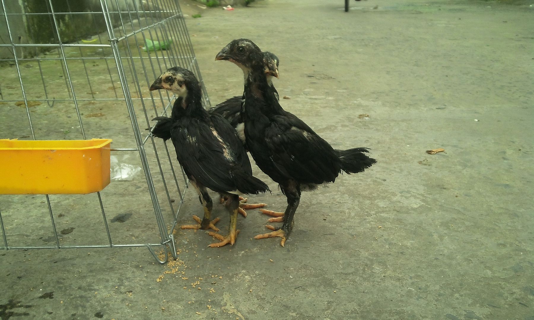 HCM - Tre Back zap đẻn.. 10 trống cần bán.. hàng chất lượng