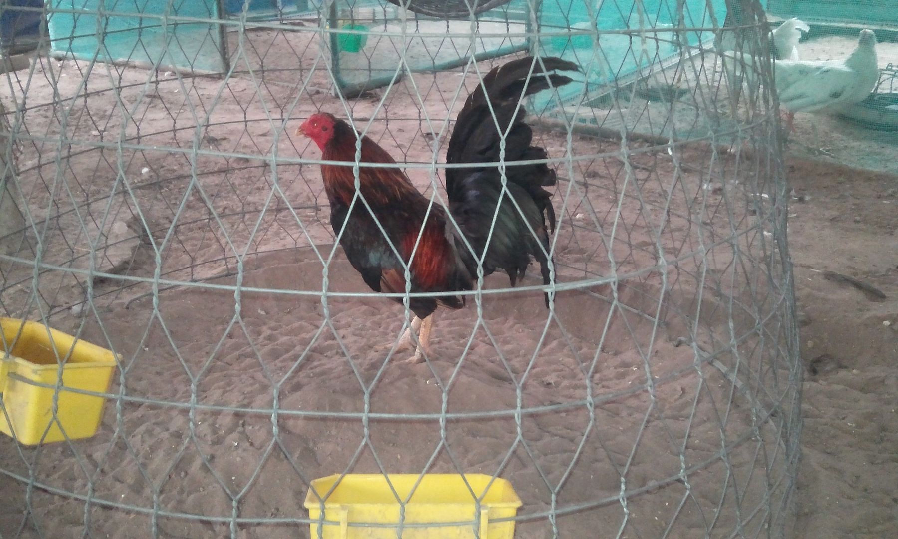 Tre Mỹ chất lượng cao cho AE làm giống đây.... giá siêu hợp lý - 2