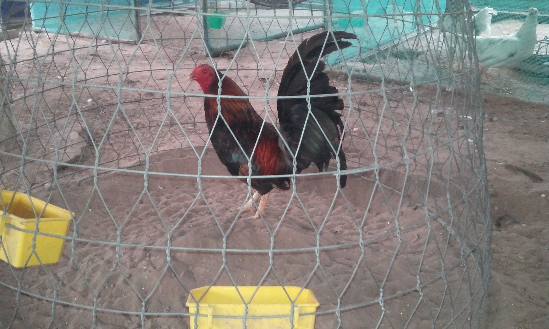 Tre Mỹ chất lượng cao cho AE làm giống đây.... giá siêu hợp lý - 3