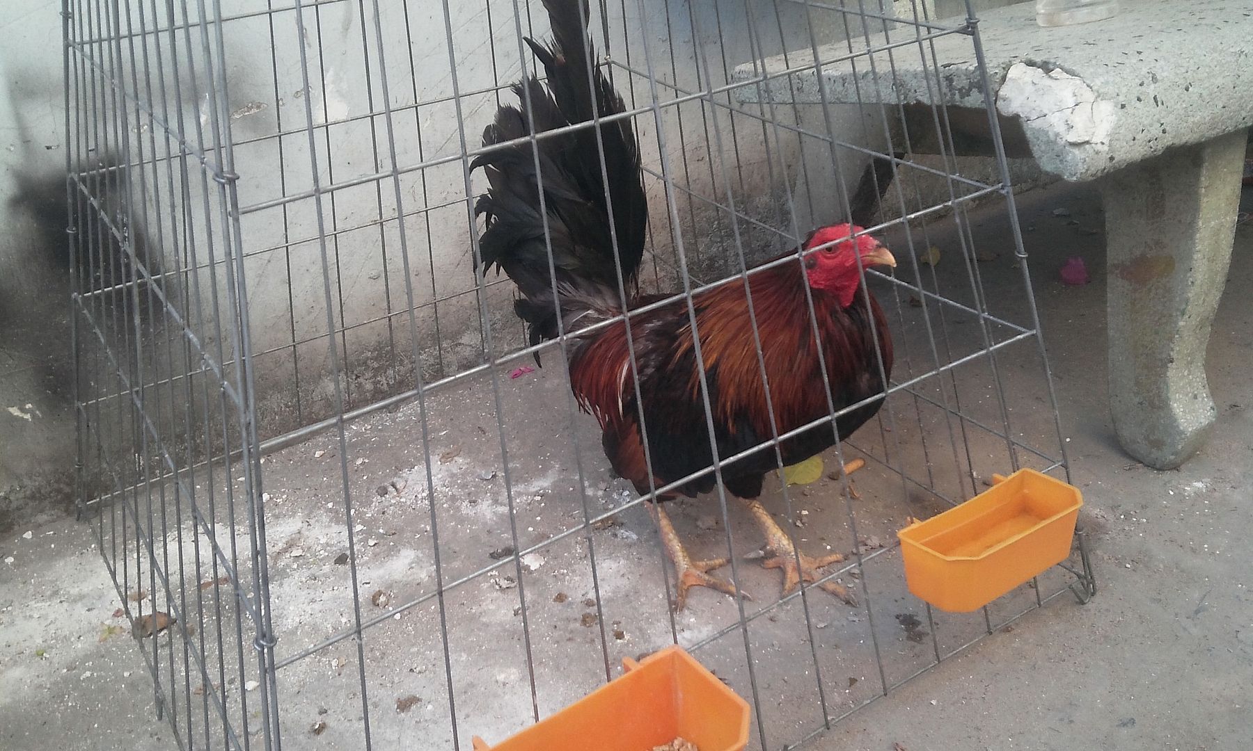 Tre Mỹ chất lượng cao cho AE làm giống đây.... giá siêu hợp lý