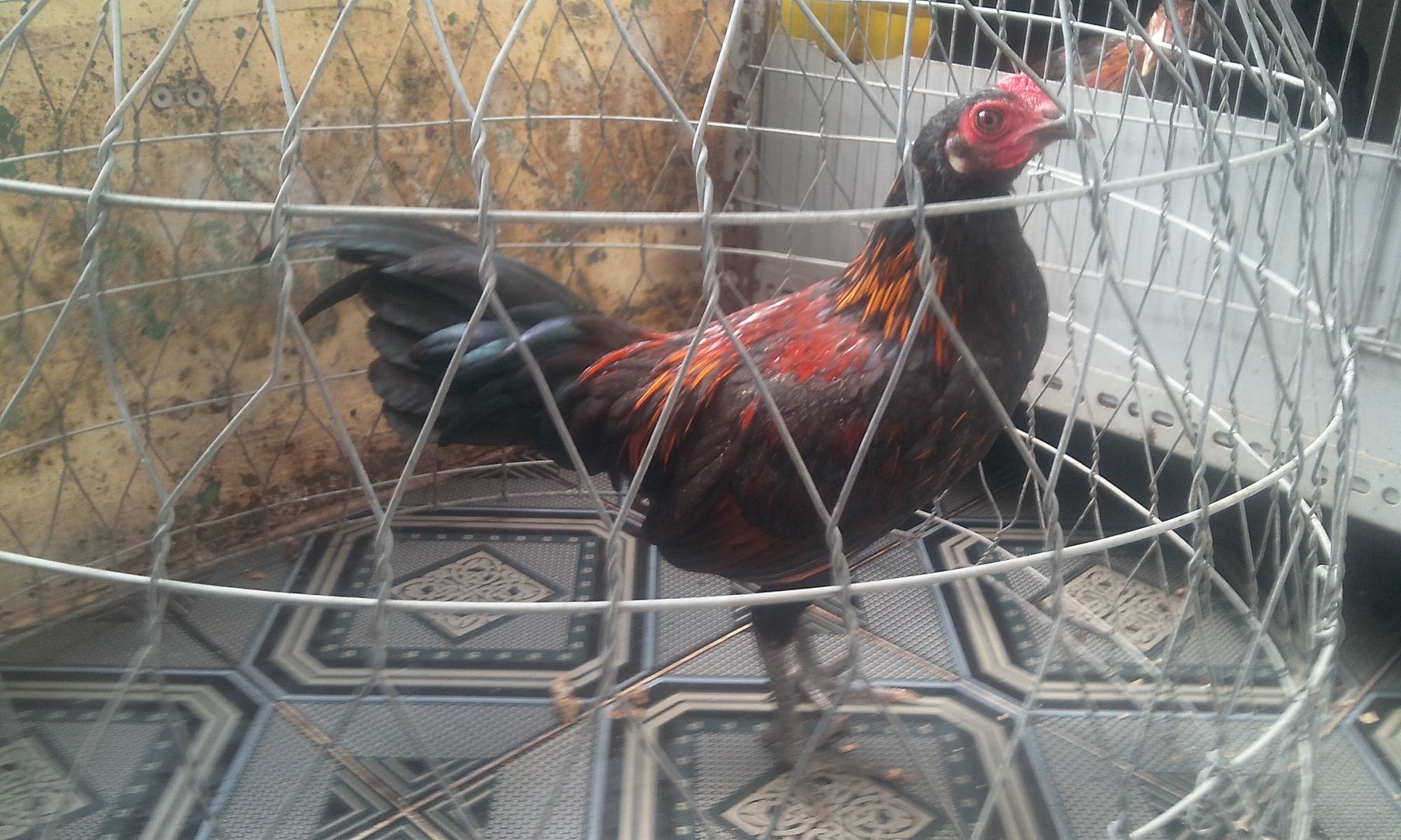 HCM - Tre Peru lai Asill hàng chất lừ cho AE chơi đá... gà tơ.. giá rẻ - 8