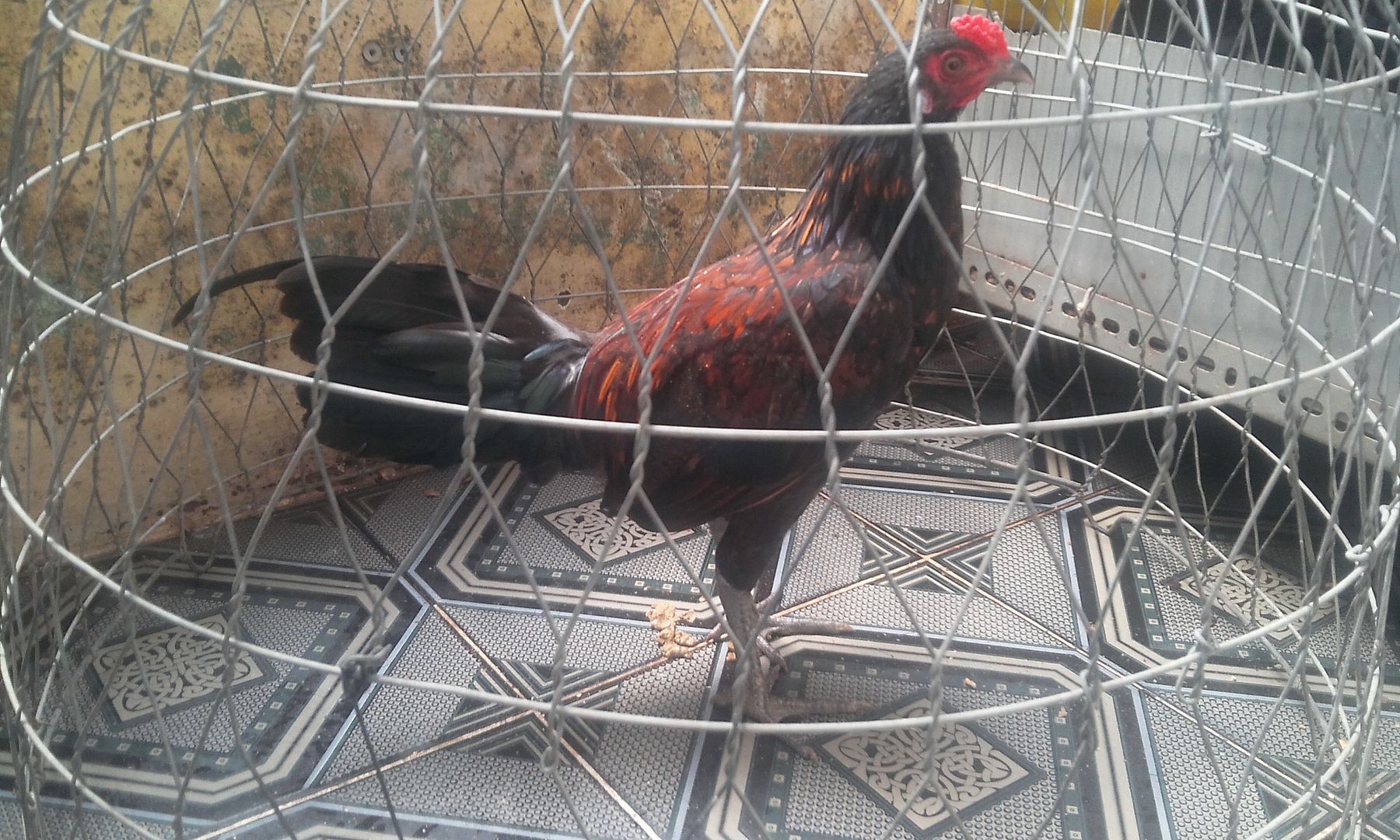 HCM - Tre Peru lai Asill hàng chất lừ cho AE chơi đá... gà tơ.. giá rẻ - 6