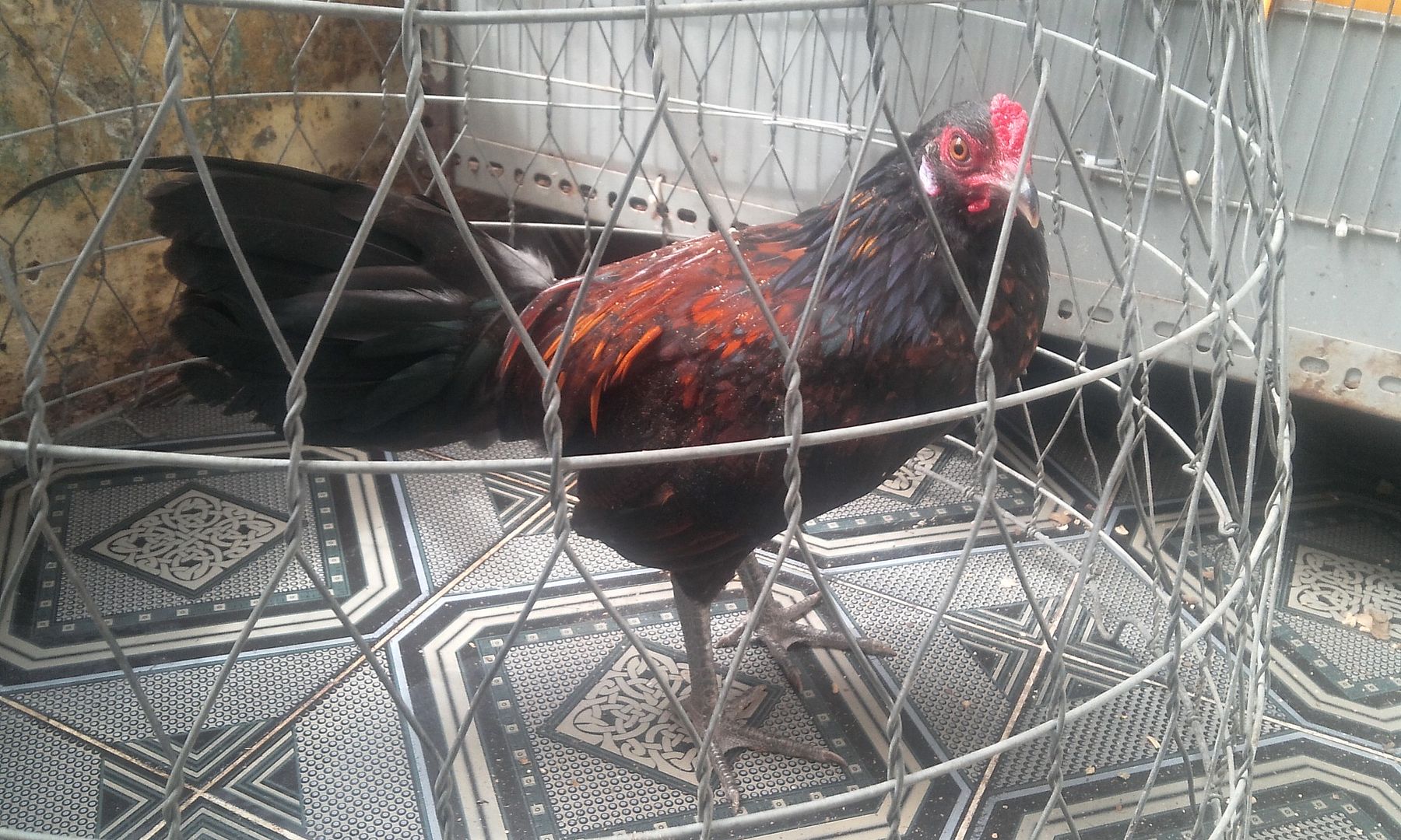 HCM - Tre Peru lai Asill hàng chất lừ cho AE chơi đá... gà tơ.. giá rẻ - 4