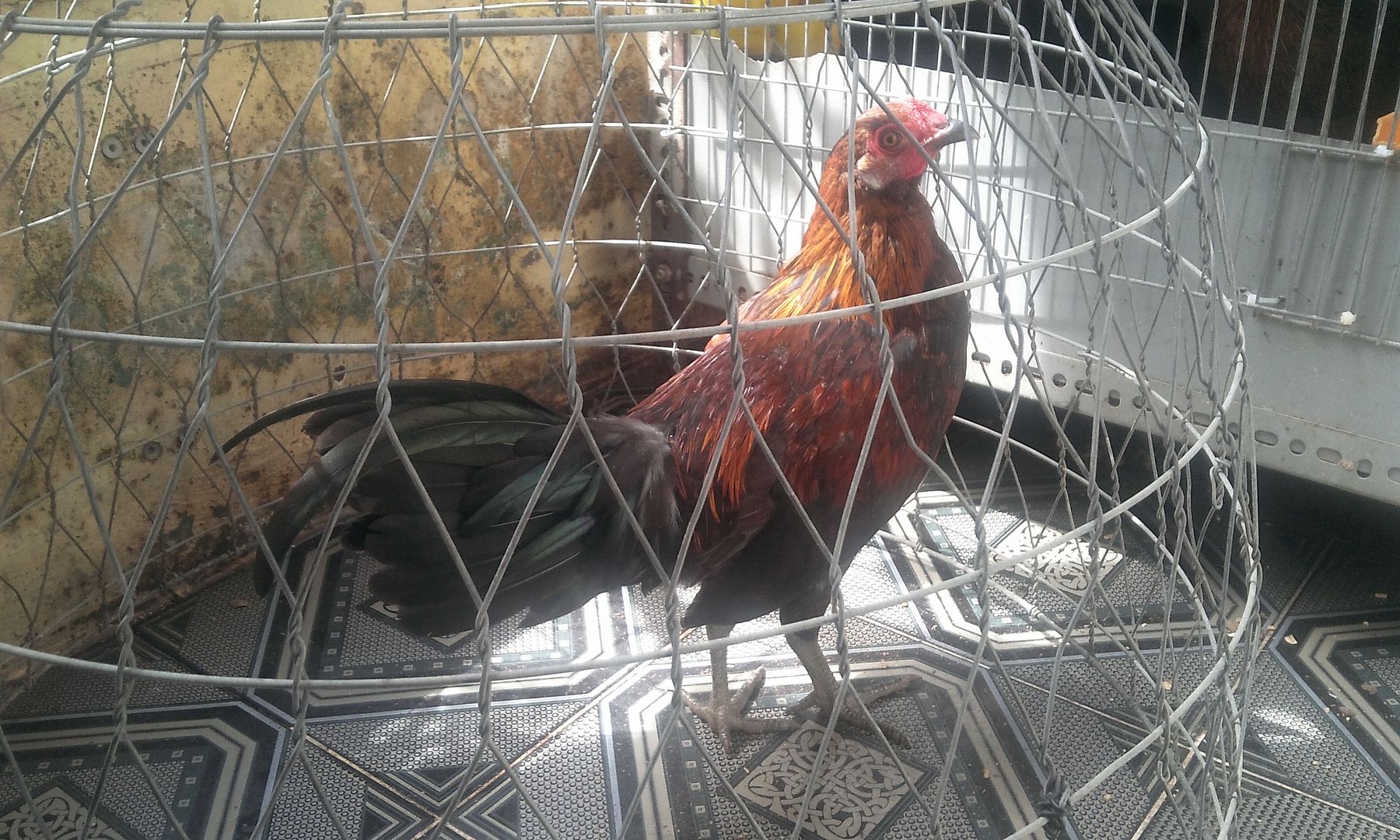 HCM - Tre Peru lai Asill hàng chất lừ cho AE chơi đá... gà tơ.. giá rẻ - 1