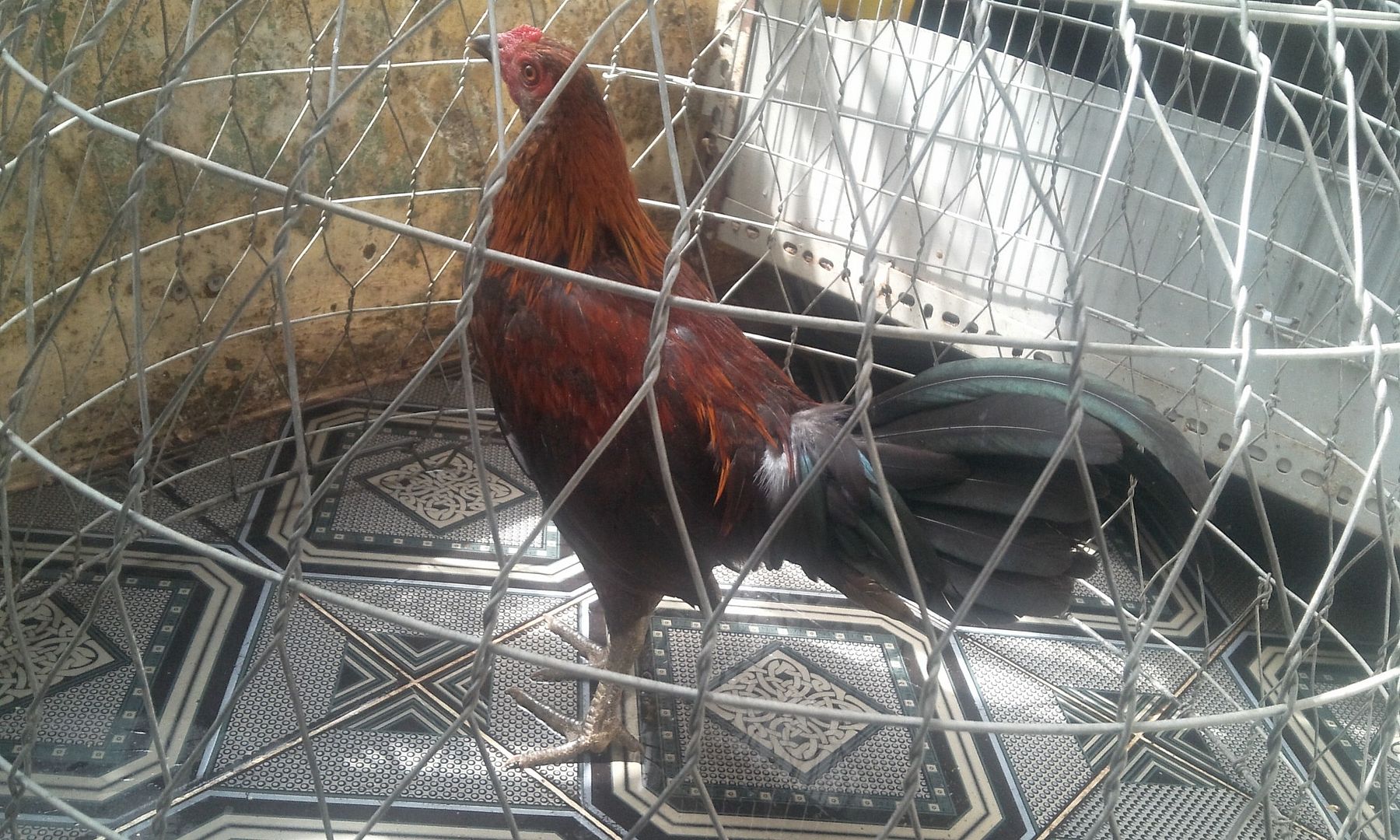 HCM - Tre Peru lai Asill hàng chất lừ cho AE chơi đá... gà tơ.. giá rẻ