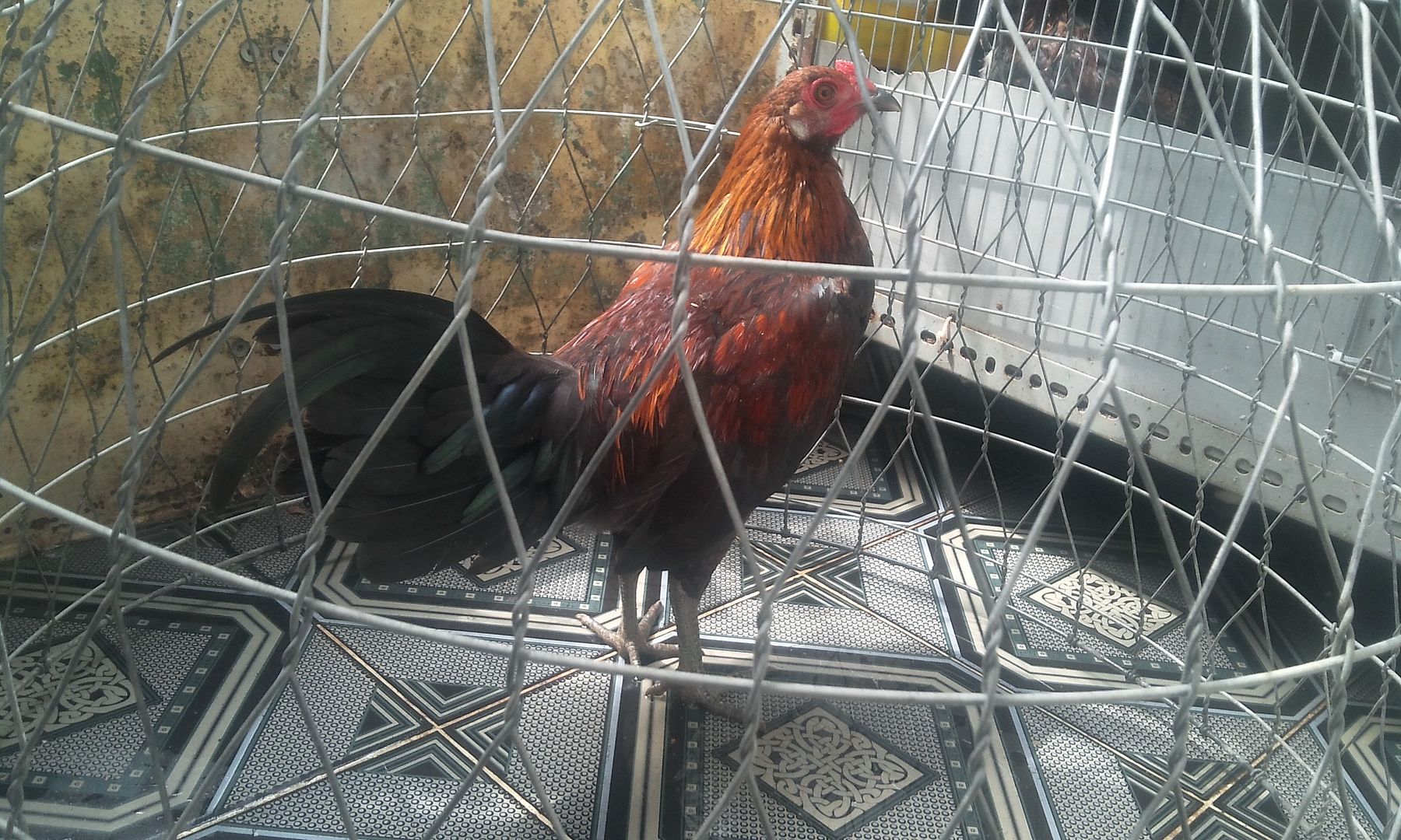 HCM - Tre Peru lai Asill hàng chất lừ cho AE chơi đá... gà tơ.. giá rẻ - 2