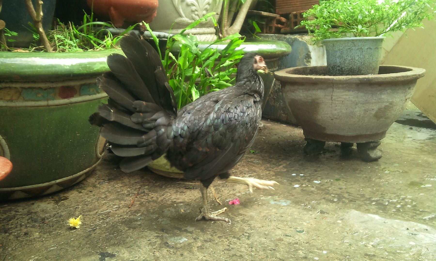 HCM - Tre Peru lai Asill hàng chất lừ cho AE chơi đá... gà tơ.. giá rẻ - 10