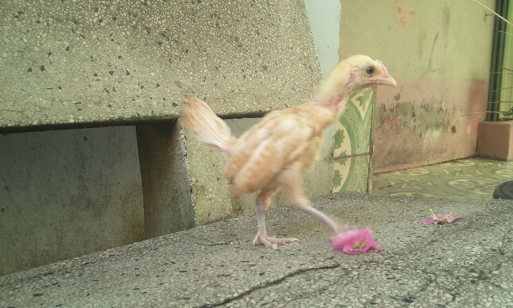 gà tre Mỹ con... màu bướm chân xanh.. cho AE nào cần