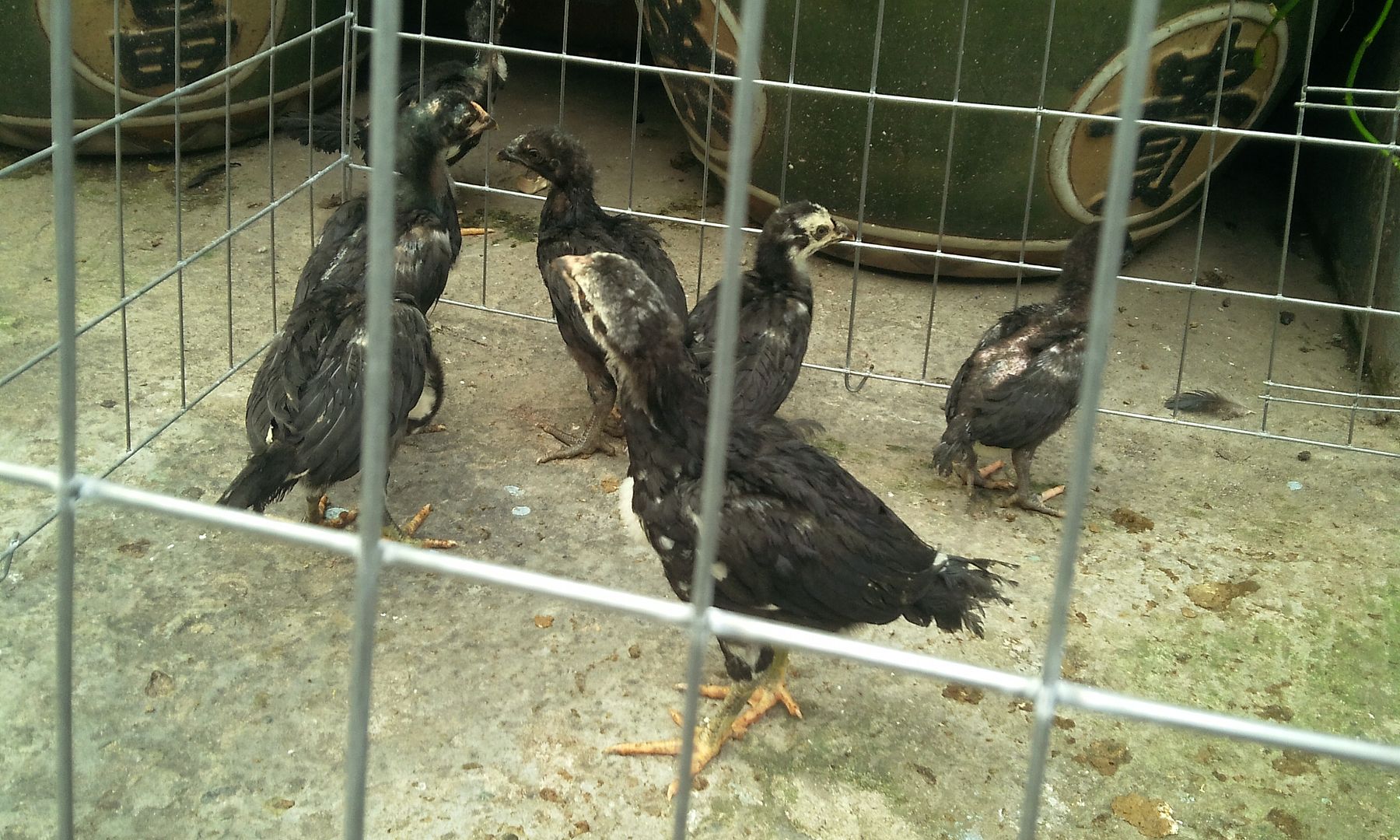 HCM - Tre Back zap đẻn.. vs mái tre mỹ chuối bông chân xanh hàng chất lượng đây. - 2