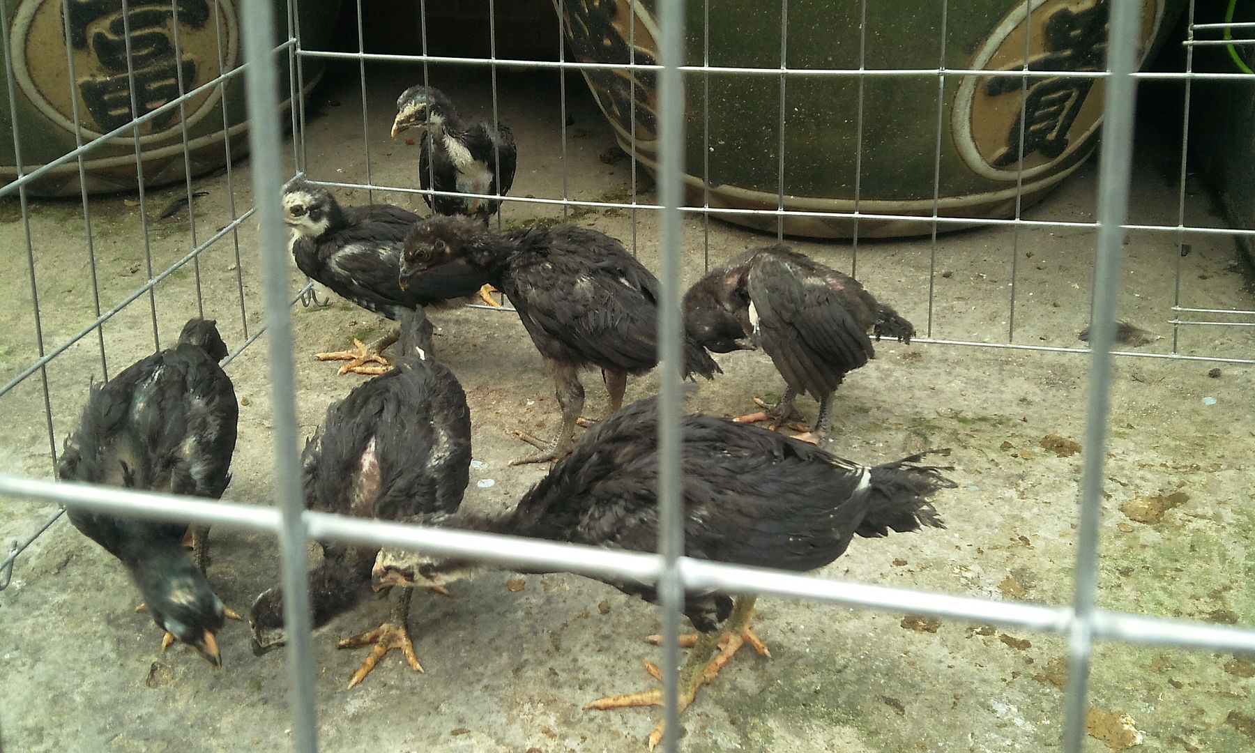 HCM - Tre Back zap đẻn.. vs mái tre mỹ chuối bông chân xanh hàng chất lượng đây. - 3