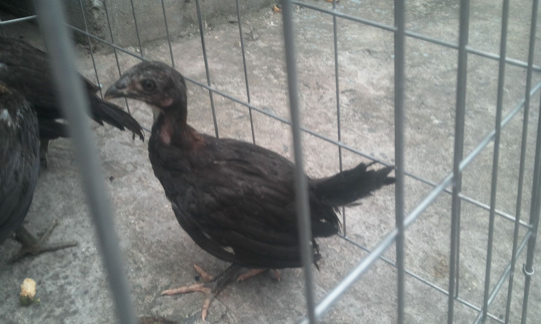 HCM - Tre Peru đẻn hàng chất lượng.. giá hạt dẻ bao giá cho AE xài.. - 1