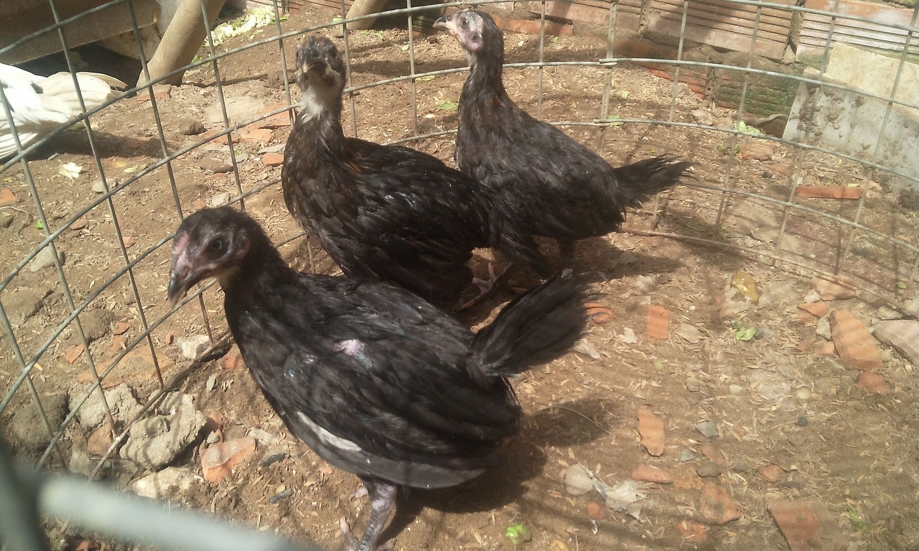 HCM - Tre Peru đẻn hàng chất lượng.. giá hạt dẻ bao giá cho AE xài..