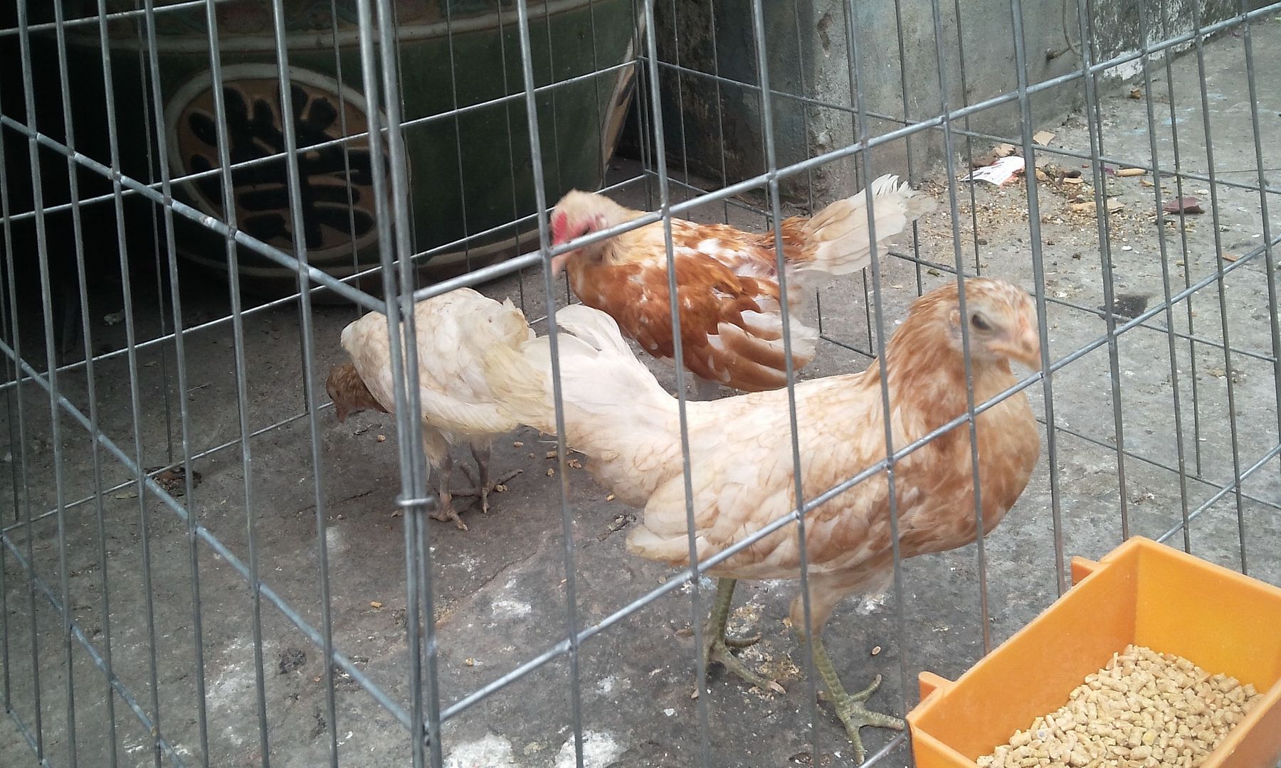 HCM - Gà Tre mỹ bướm chân xanh........... (update topic thường xuyên)......