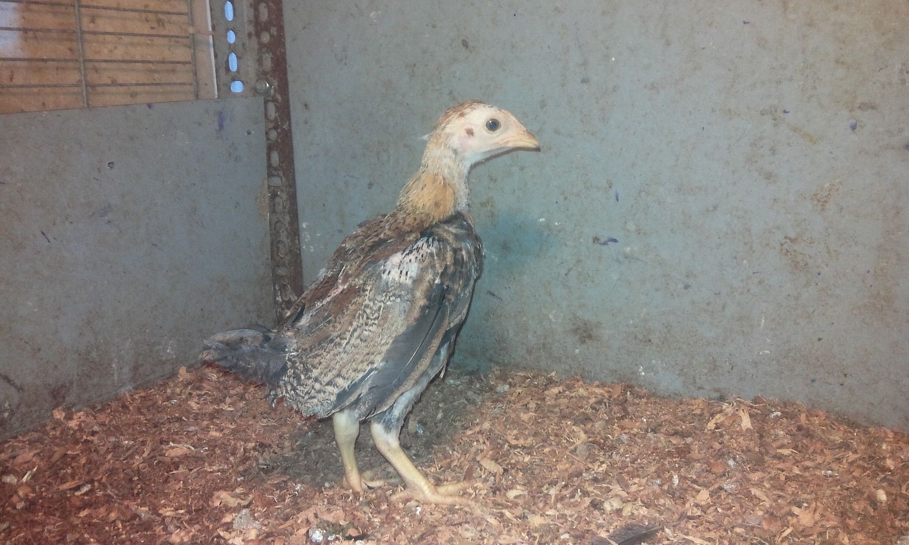 HCM - Tre Asill hàng chuẩn nghiêm chỉnh cho AE nào cần nhé.. - 1