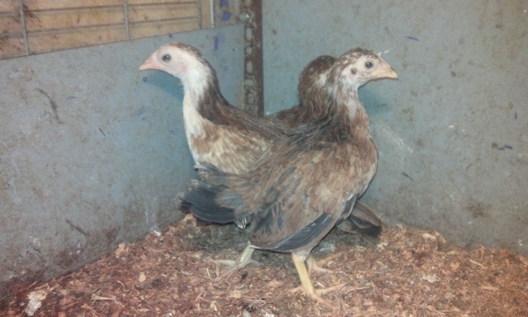 HCM - Tre Asill hàng chuẩn nghiêm chỉnh cho AE nào cần nhé.. - 4