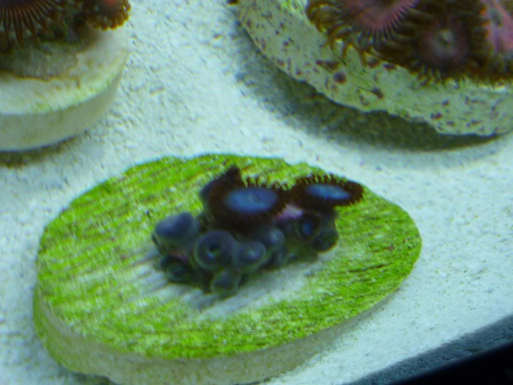 P1020643 - Zoas and Paly? ID please