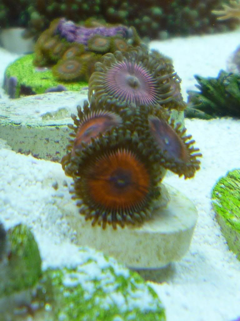 P1020644 - Zoas and Paly? ID please