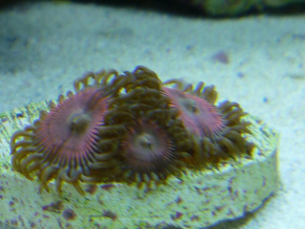 P1020645 - Zoas and Paly? ID please