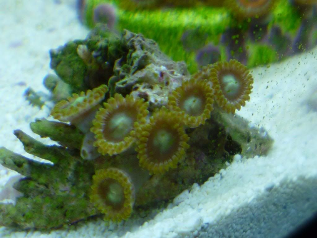 P1020646 - Zoas and Paly? ID please