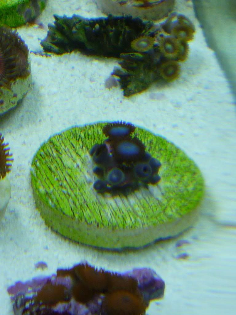 P1020647 - Zoas and Paly? ID please
