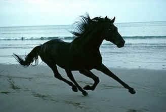 Horse on Beach Pictures, Images and Photos