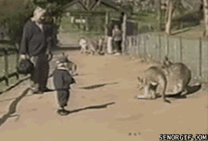 袋鼠功夫