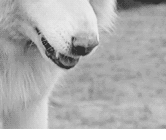  photo C6ADD2D2B.gif