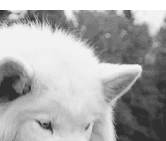  photo F660F982E.gif