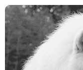  photo FAA2055D3.gif