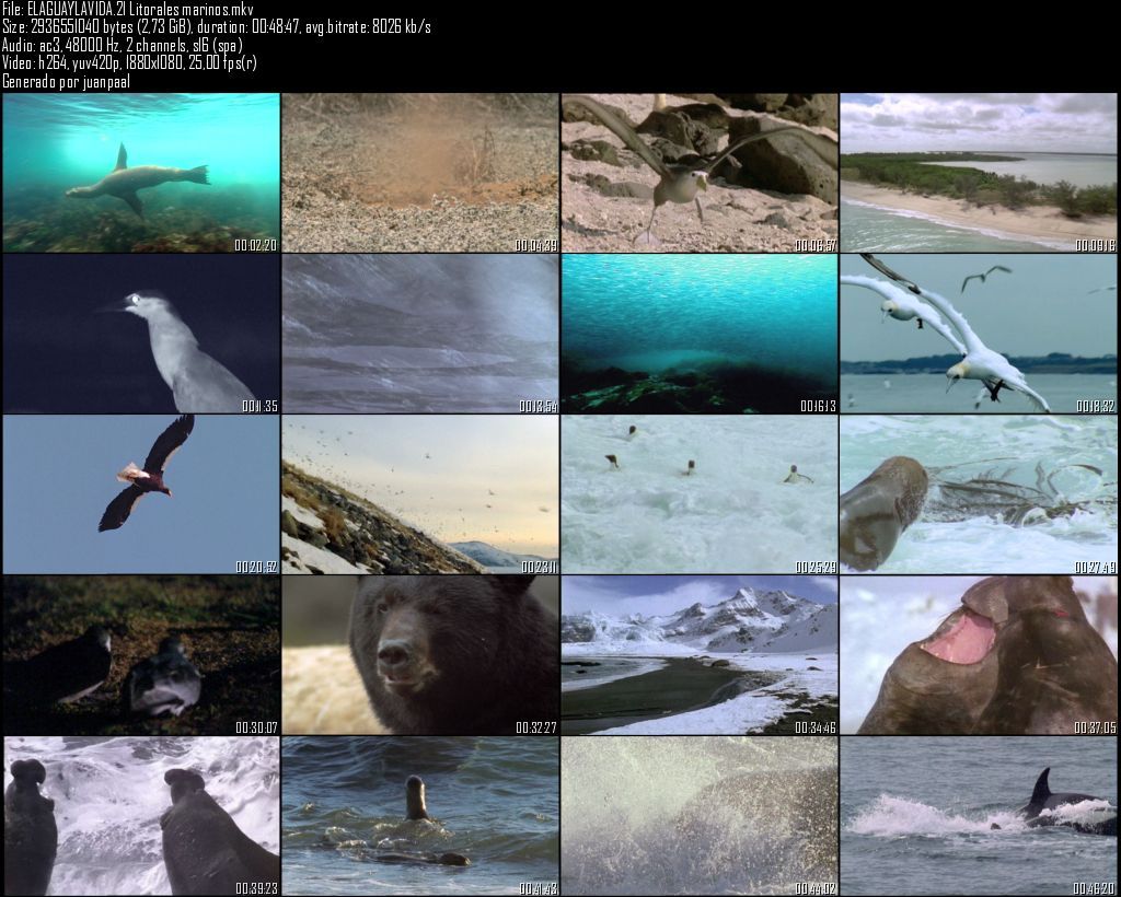 ELAGUAYLAVIDA21Litoralesmarinos - El agua y la vida - Litorales marinos [21/22] [Planeta] (2009) [BDRip 1080p] [AC3 5.1 ES] [H.264] [MKV] [VH