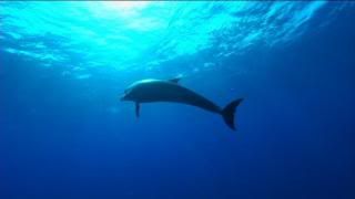 PDVD 001 51 - The Cove [Animales. Delfines] (2009) [Inglés] [sub-Esp] [DVD9] [FSV-MU-FSN.dlc]