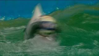 PDVD 002 55 - The Cove [Animales. Delfines] (2009) [Inglés] [sub-Esp] [DVD9] [FSV-MU-FSN.dlc]