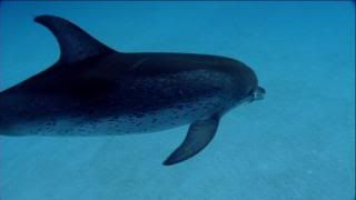 PDVD 004 54 - The Cove [Animales. Delfines] (2009) [Inglés] [sub-Esp] [DVD9] [FSV-MU-FSN.dlc]