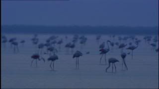 PDVD 005 2 - Nuestros Parques Nacionales [tve] (2004) [3 DVD9] [MG-FSV-FSN.dlc]