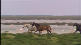 PDVD 006 2 - Nuestros Parques Nacionales [tve] (2004) [3 DVD9] [MG-FSV-FSN.dlc]