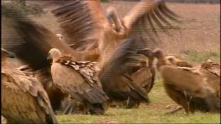 PDVD 025 - Nuestros Parques Nacionales [tve] (2004) [3 DVD9] [MG-FSV-FSN.dlc]