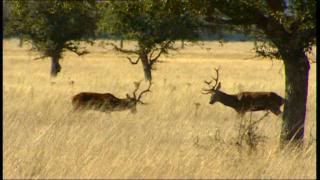 PDVD 026 - Nuestros Parques Nacionales [tve] (2004) [3 DVD9] [MG-FSV-FSN.dlc]