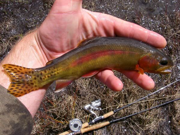 [Image: IMGP4394-1.jpg]