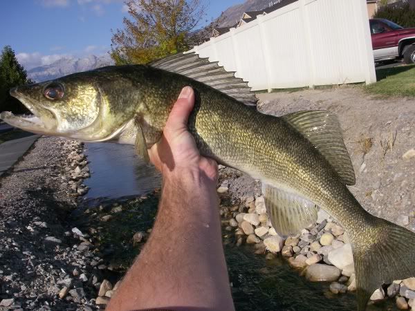 [Image: IMGP6076-1.jpg]