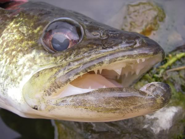 [Image: IMGP6645-1.jpg]