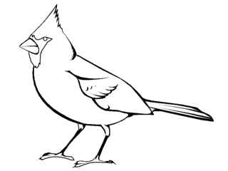 Cardinal Bird on Click On The Drawings To Go Directly To The Northern Cardinal