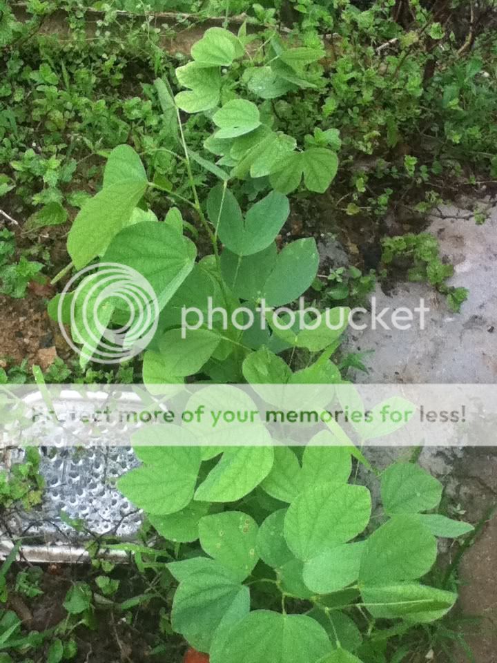 再更新宫粉洋蹄甲~开始木质化?