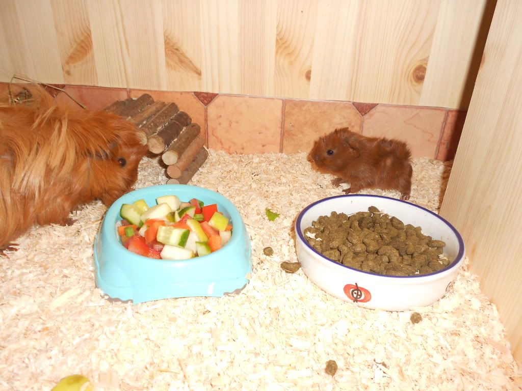 DSCN0474.jpg