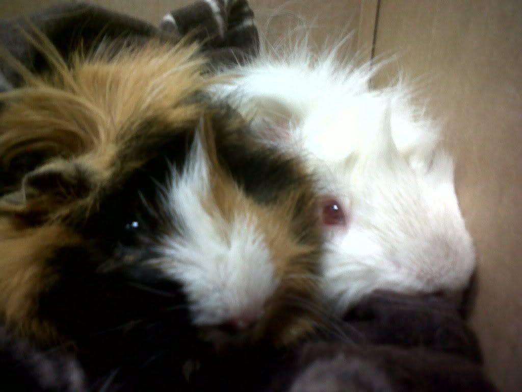 IMG00205-20111027-1612.jpg