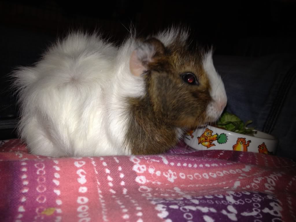 NewPig.jpg